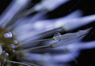 Macro photo of a dandelion seed with dewdrops