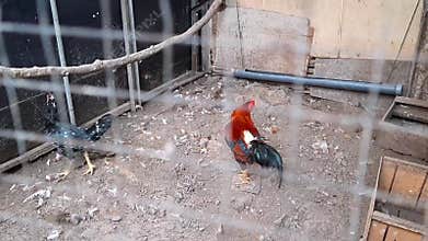 Closeup Old Chicken Cage Farm With Hen Rooster Broiler On Soil Morning Light Outdoor