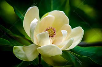 Magnolia flower