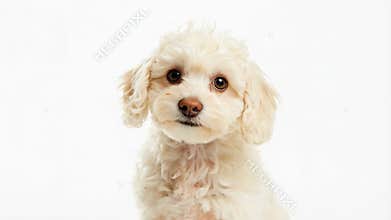 Cute Cavapoo Puppy Lying Down on White Background