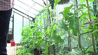 Slow Motion Sequence Of Watering Tomatoes In Greenhouse
