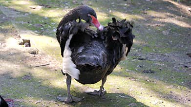 Black swan is cleaning feathers. Cygnus atratus