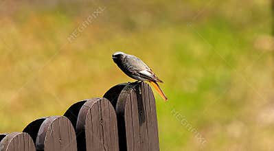 A beautiful male black redstart (Phoenicurus ochruros) perching on a fence on sunny day