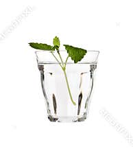 Water with Lemon Balm