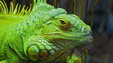 Green iguana, large arboreal herbivorous lizard species. Iguana on the tree branch. Closeup