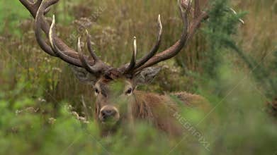 Stag hiding in brush