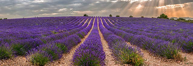 Lavender field