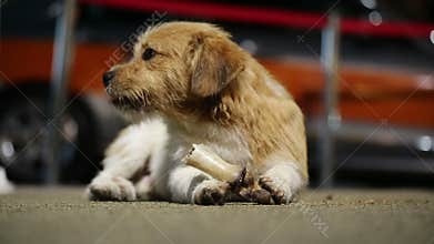 Small funny dog eats bone