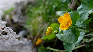 Alpine Marsh Marigolds ( Caltha Palustris ) Blooming along the Stream.