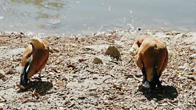 Ruddy Shelducks Preening by the Water on a Sunny Day