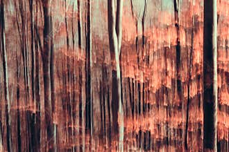 Abstract forest