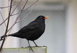 BLACKBIRD