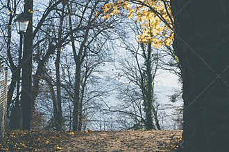 Artistic filter of park scene with tree with fall leaves against a blue sky