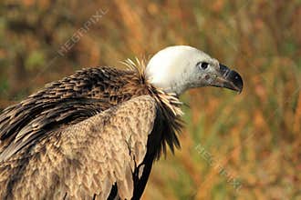 Himalayan vulture