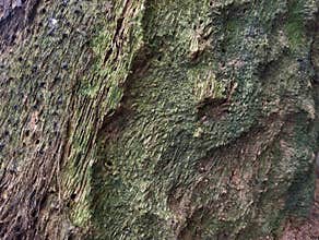 Abstrack background of old tree trunk texture