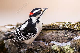 A Downy Woodpecker Sitting On A Log