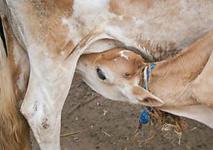 Calf licking milk cow