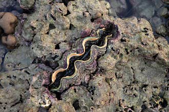 Nature giant clam during low tide in the morning at Koh Kradan in Trang, Thailand