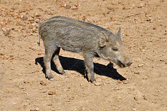 Wild boar piglet