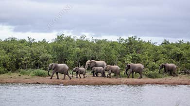 African bush elephant in Kruger National park, South Africa