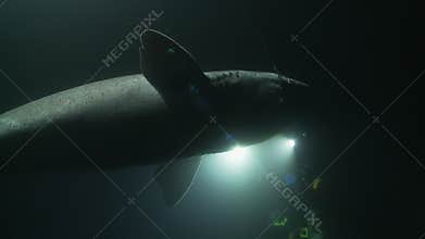 A profile view of a Greenland shark (Somniosus microcephalus)