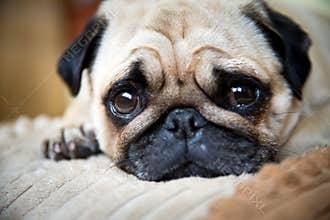 A cute Pug dog