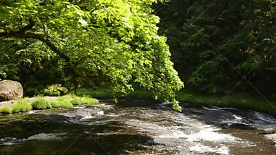 River and green painted maple