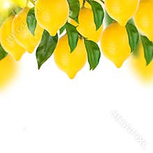 Lemon tree on a white