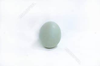 Single blue-green duck egg on a white background.