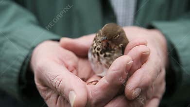 Young bird recovering