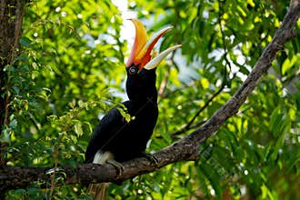 The rhinoceros hornbill (Buceros rhinoceros) is a large species of forest hornbill (Bucerotidae).