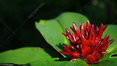 Costus barbatus flowers with bright red color