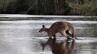 A male Eastern grey kangaroo walks casually in the shallow waters of a wetland pond