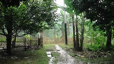 Lush Green Pathway in a Rainy Forest