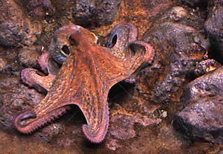Octopus