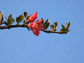 The blooming Chaenomeles in spring