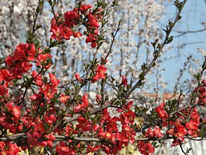 The blooming Chaenomeles in spring