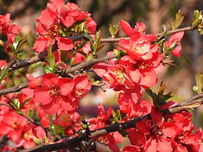 The blooming Chaenomeles in spring