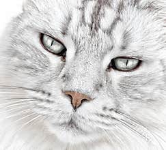 White cat whiskers