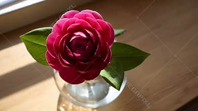 Single pink rose flower vase wooden table simple elegant still life beauty stock footage Generative AI
