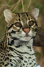 Brazilian Ocelot