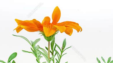 Gerbera flower on white