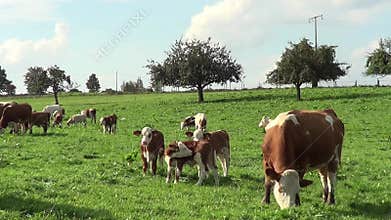 Mother and Baby cows on the meadow. Happy cows running free in green landscape