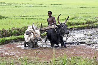 Malagasy farmers plowing agricultural field in traditional way