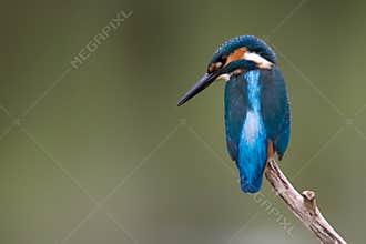 Common Kingfisher
