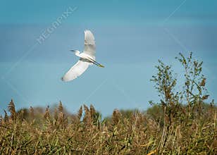 Great Egret in Flight Above Grassy Marshland Under Blue Sky