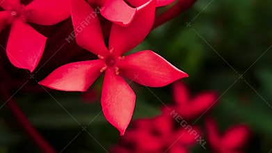 Orange or red Ixora Flowers Macro, Tropical Floral Cluster with Soft Bokeh Background