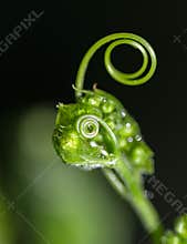 Green plant curl with small droplets on leaves in natural light during daytime
