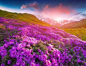 Magic pink rhododendron flowers in the mountains. Summer sunrise