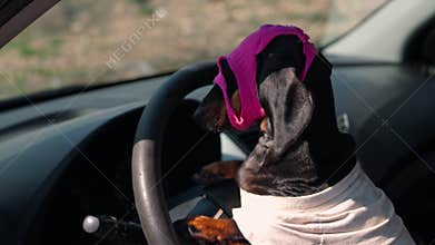 A dachshund dog in a pink balaclava drives a car in a white outfit, bold bandit concept, road crime humor, wild pet